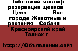 Тибетский мастиф резервация щенков › Цена ­ 100 000 - Все города Животные и растения » Собаки   . Красноярский край,Талнах г.